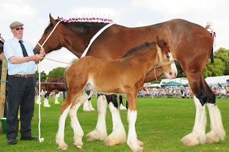 Clydesdale Mare and Foal 