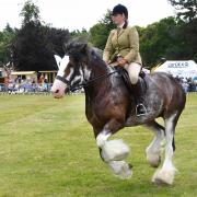 Action in one of the horse classes at Malton Show this year






























Picture: 
David Harrison