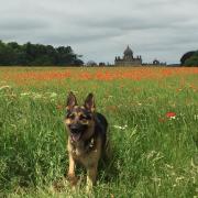 A field of poppies with Castle Howard in the background     Picture: Debbie Sadler