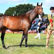 Pictured at last year’s Ryedale Show is the winner in the In-hand three-year-old Hunter class, Leanne Ashburn’s PLS Penny Dreadful with Marcus Bean                         Picture: David Harrison