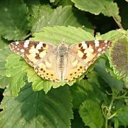 A sun-bathing painted lady by Pete Lamb, of Westow
