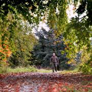 Neil Batty, operations manager at Yorkshire Arboretum, takes in the autumn colour     Picture: Frank Dwyer