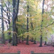 Autumn colour in West Heslerton   Picture: Janet Cromack