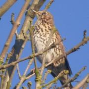 A song thrush in Ampleforth by Louise Sturdy