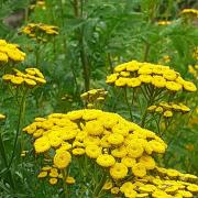 Tricia Harris is trying to be more tolerate of weeds, such as the tansy