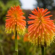 Kniphofia rooperi, otherwise known as the red hot poke, can add late zing to your borders   Picture: Colin Dilcock