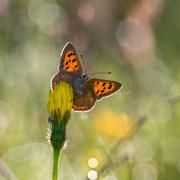 Small Copper Butterfly by Iain Leadley