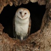 The first months of the life of Solo the barn owl attracted a worldwide audience after Robert Fuller streamed footage via his YouTube channel Picture: Robert Fuller