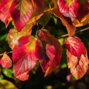 Parrotia persica shows off its autumn colours at Helmsley Walled Garden                                     Picture: Colin Dilcock