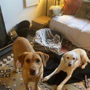 Two of Sarah Walker's charges, Labrador Retrievers Minty and Vega.