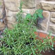 A sprig of rosemary