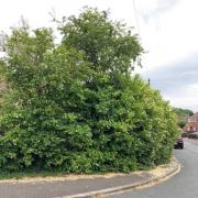 Residents in North Yorkshire are being asked to cut back overgrown hedges or trees on their land that are causing a hazard to the public. Picture: North Yorkshire County Council