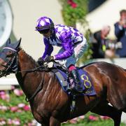 Julie Camacho's speedster Shaquille has been retired from racing to stand in stud at Newmarket.