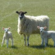 Sheep and lambs. Pic by Fiona Barltrop