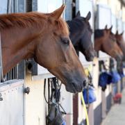 Top trainer Mark Johnston's horses will be on view at the Middleham Open Day