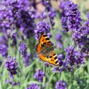 Lavender was used in medieval times to scent linen, keep moths from woollens, relieve the symptoms of colds and aid insomnia, all ways in which we still use lavender today