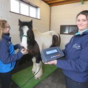 Rainbow Equine Hospital vet Mandy Platt in the foreground, and team member Laura Robinson, weighing a horse, after concerns were raised about obesity in horses Picture: Rainbow Equine Hospital