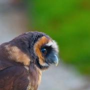 William Hepworth took this picture at the Bird of Prey Centre at Duncombe Park.