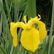 An Iris germanica at Helmsley Walled Garden