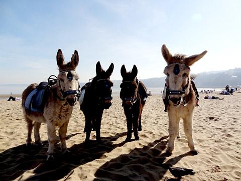 Donkeys on the beach at Scarborough by Barbara Hudson.  