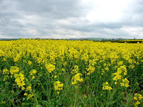 Oilseed Rape field under cloudy May skies at Westow, North Yorkshire by Nick Fletcher