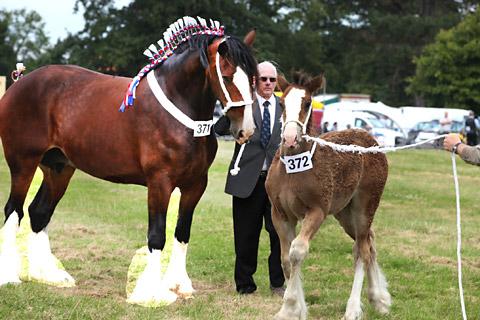 The National Champion Shire Horse, Bewholme Moonlight Sensation, with her new foal, both owned by Francis and Mark Richardson, won the Heavy Horse Brood Mare Class at Malton Show. 