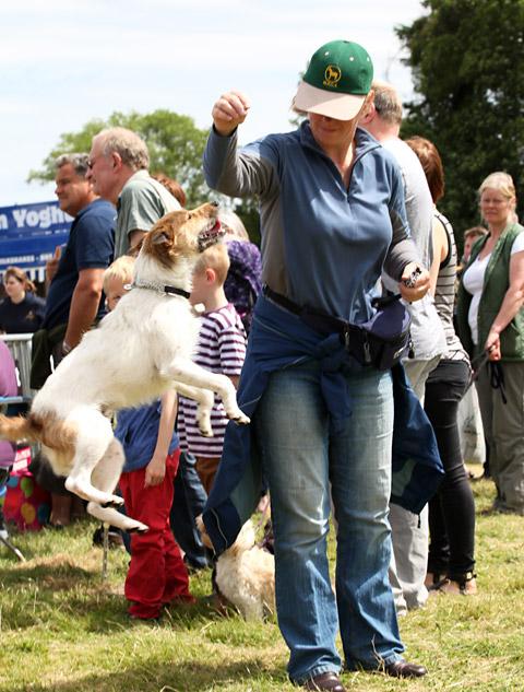 Eddie the dog jumps for his owner at Malton Show. 