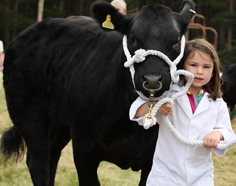 Emma, aged five, with Harriet the Heifer, at Malton Show.
