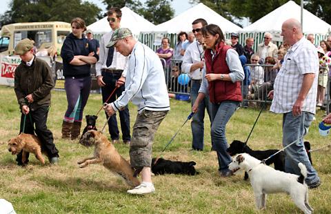 Getting ready for a terrier race at Malton Show 