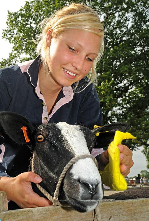 Rebecca Spedding grooms her Zwartbles sheep