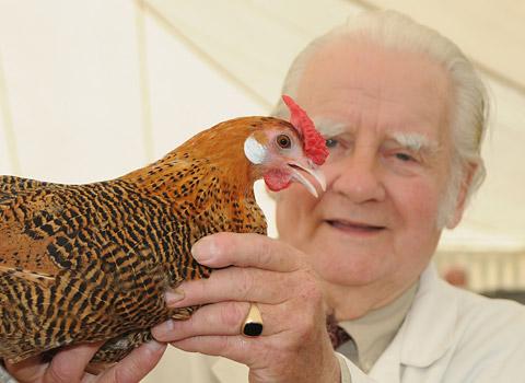 Don Storey judges the chickens in the fur and feather tent