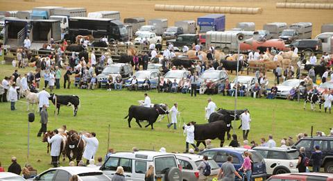Cattle on parade in the show ring