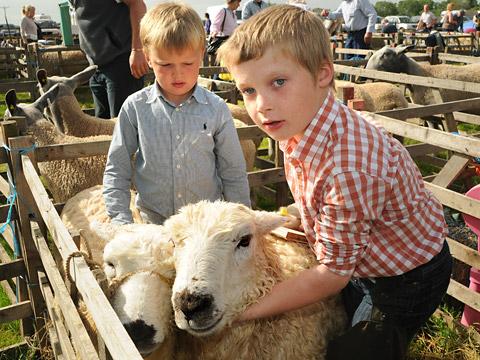 SHEAR DELIGHT: Harry and Alfie Barker, from Brompton, with their Grey Faced Dartmoors.