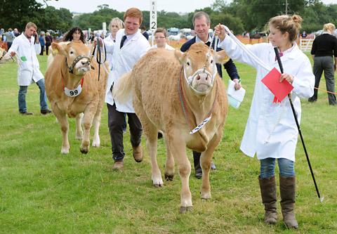 Parading in the judging ring, the cream of the herd