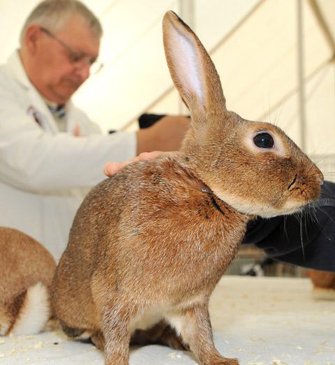 Pictured in the Fur and Feather tent is Ken Beck judging the rabbits