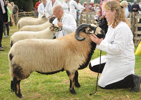  Shelly Rodgerson, of York, with her Badger Faced Welsh Mountain sheep