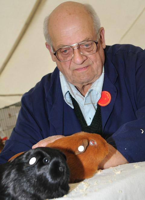 Pictured in the Fur and Feather tent is judge Keneth Yates judging the Guinea Pigs.