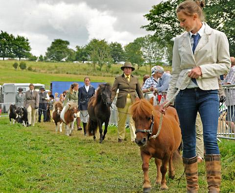 Shetland ponies in the judging ring 