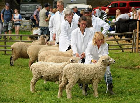 Judging in the sheep rings