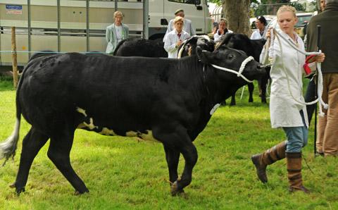 Jenny Dale with Steven Pawson's champion Belgian Blue Cross 'Molly'