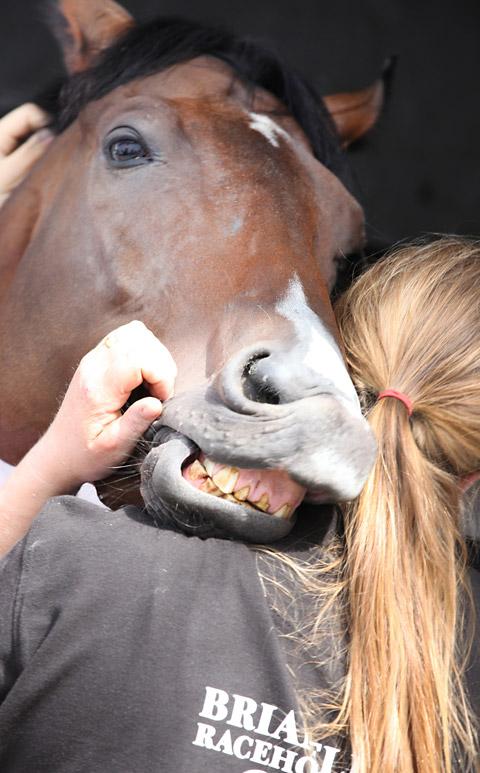 It's a Man's World, who has won three times at Thirsk, smiles for the camera at Brian Ellison's Malton Stables 
