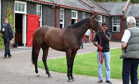 Himmat Singh with Countrywide Flame, a winner at Cheltenham this year at John Quinn's Highfield Stables.