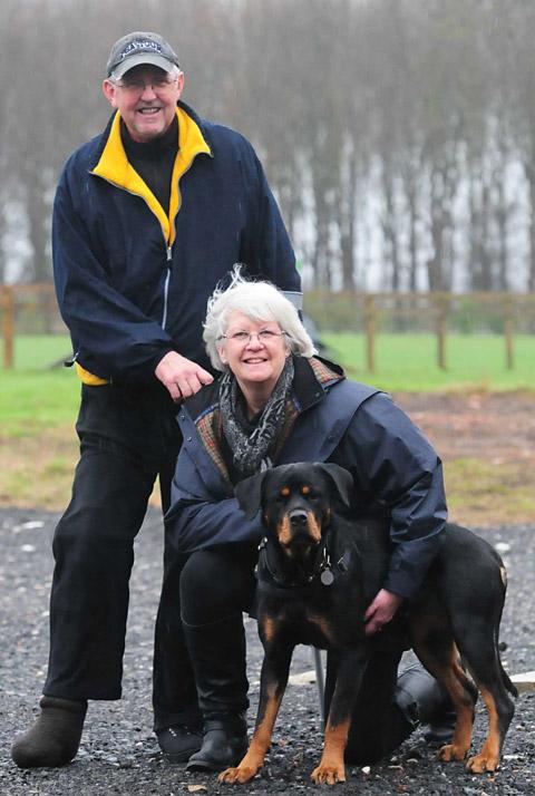 Lexi, the 500th dog to be re-homed by Ryedale Dog Rescue.