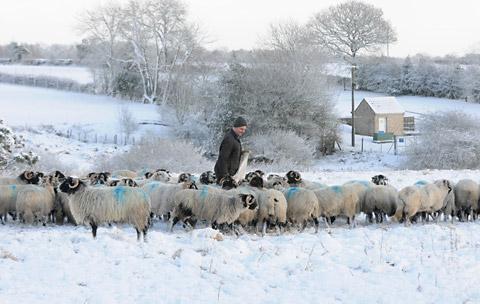 A farmer feeds hungry sheep in the snow near Appleton-le-Moors