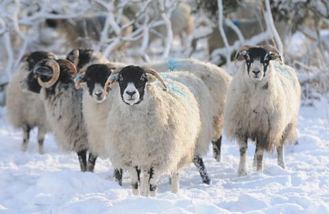 Sheep near Appleton le Moors 