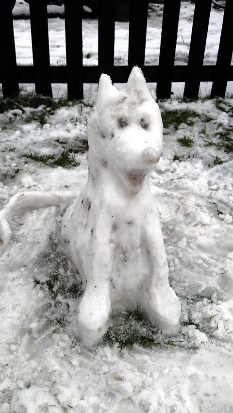 Snow dog pic by Michelle Heath 