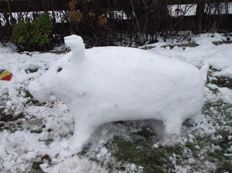 Snow pig Pic by Gary Walker 