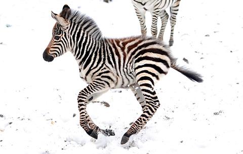 Velvet the baby zebra plays in the snow for the first time at Flamingo Land Zoo.
