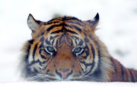 A tiger in the snow at Flamingo Land Zoo.