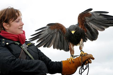 Rebecca Jones with a harris hawk at the recently opened International Centre for Birds
of Prey (ICBP) at Duncombe Park,
near Helmsley.